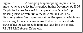 Text Box: Figure 1:	A foraging Emperor penguin preens on snow-covered sea ice in Antarctica, in this December 9, 2006 file photo. Lasers beamed from space have detected big sloshing lakes of water underneath Antarctic ice. The discovery raises fresh questions about the speed at which sea levels might rise in a warmer world due to the rate at which parts of the ice sheets slide from the land into the ocean. REUTERS/Deborah Zabarenko